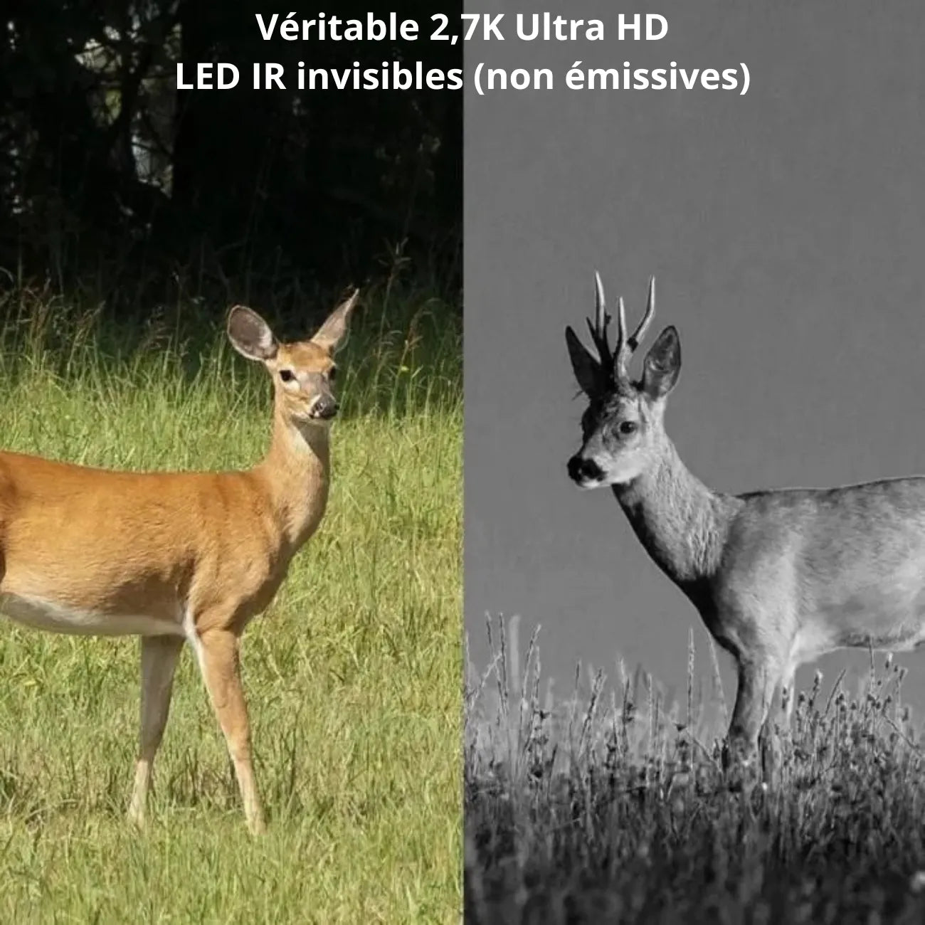 Caméra de Chasse 4G